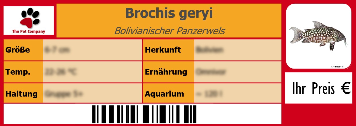 Brochis geryi Bolivianischer Panzerwels 105 x 38 mm