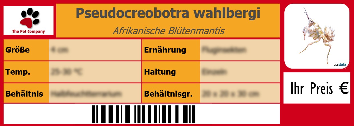 Pseudocreobotra wahlbergi Afrikanische Blütenmantis 105 x 38 mm