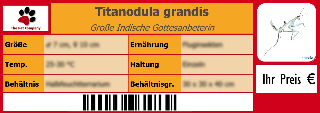 Titanodula grandis Große Indische Gottesanbeterin 105 x 38 mm