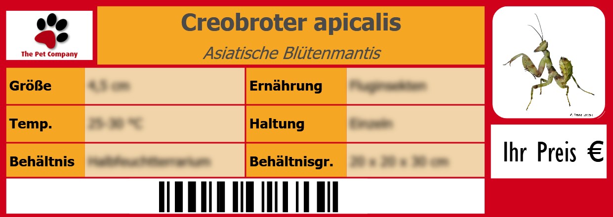 Creobroter apicalis Asiatische Blütenmantis 105 x 38 mm