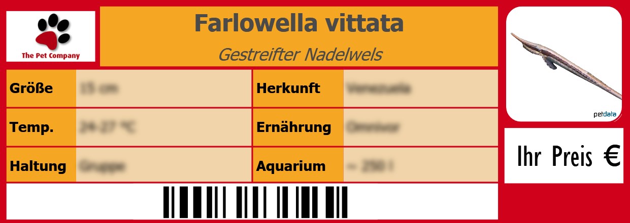Farlowella vittata Gestreifter Nadelwels 105 x 38 mm