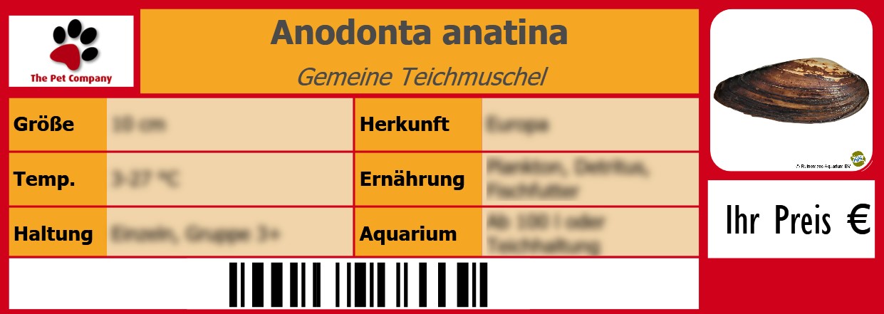 Anodonta anatina Gemeine Teichmuschel 105 x 38 mm
