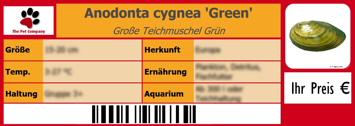 Anodonta cygnea 'Green' Große Teichmuschel Grün 105 x 38 mm