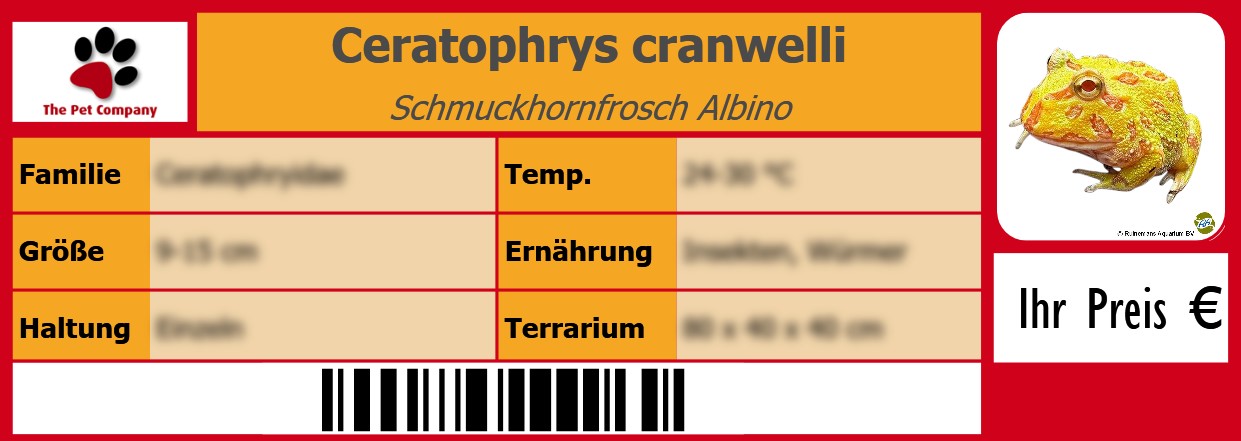 Ceratophrys cranwelli Schmuckhornfrosch Albino 105 x 38 mm