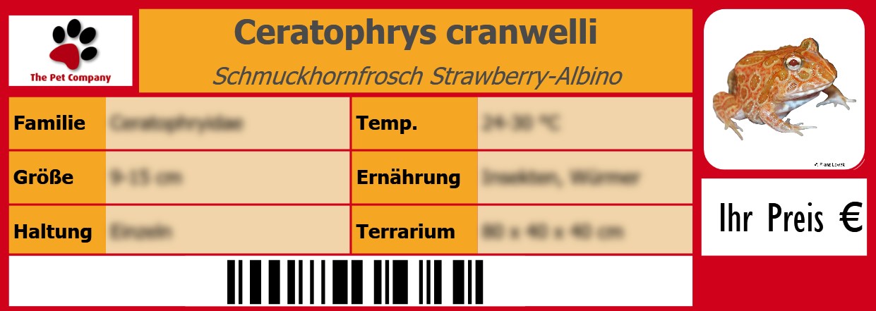 Ceratophrys cranwelli Schmuckhornfrosch Strawberry-Albino 105 x 38 mm