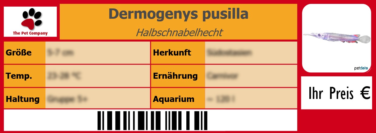 Dermogenys pusilla Halbschnabelhecht 105 x 38 mm