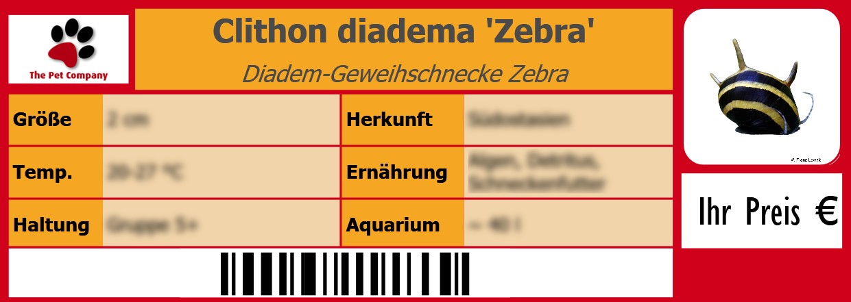 Clithon diadema 'Zebra' Diadem-Geweihschnecke Zebra 105 x 38 mm