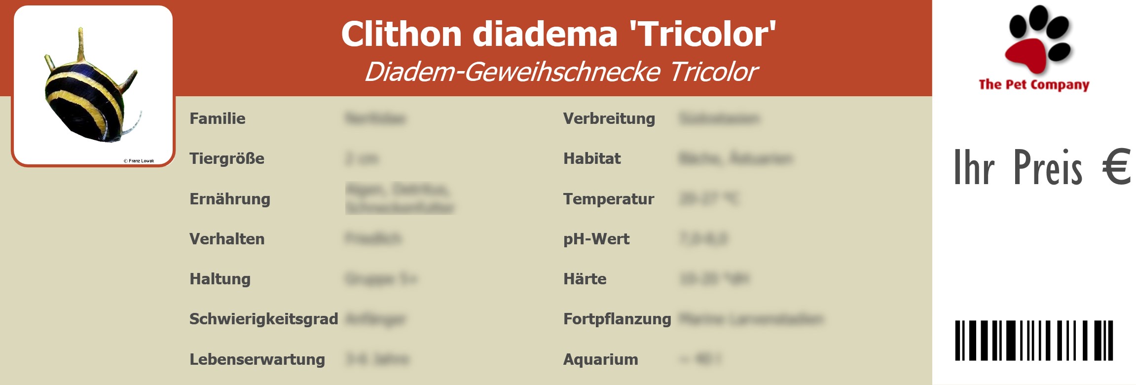 Clithon diadema 'Tricolor' Diadem-Geweihschnecke Tricolor 195 x 66 mm