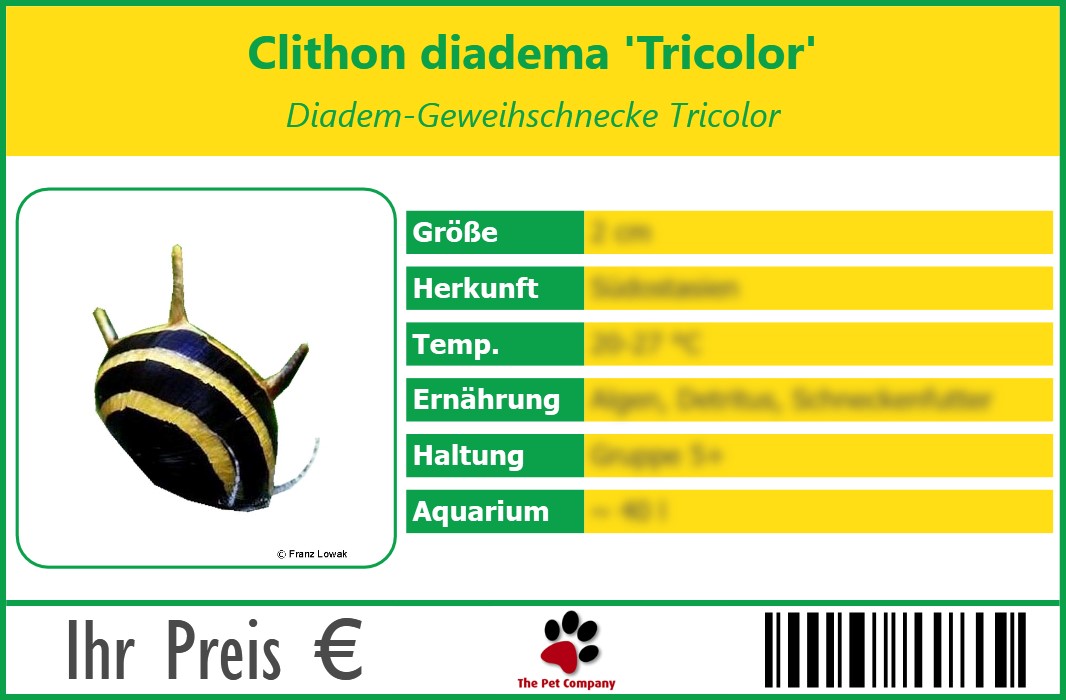 Clithon diadema 'Tricolor' Diadem-Geweihschnecke Tricolor 90 x 60 mm