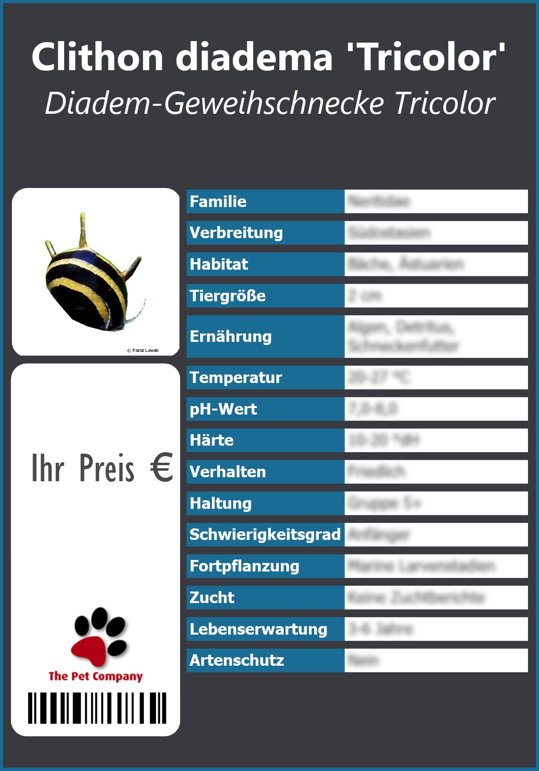 Clithon diadema 'Tricolor' Diadem-Geweihschnecke Tricolor 91 x 130 mm