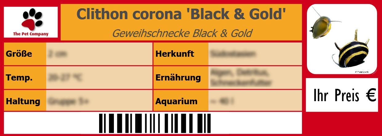 Clithon corona 'Black & Gold' Geweihschnecke Black & Gold 105 x 38 mm
