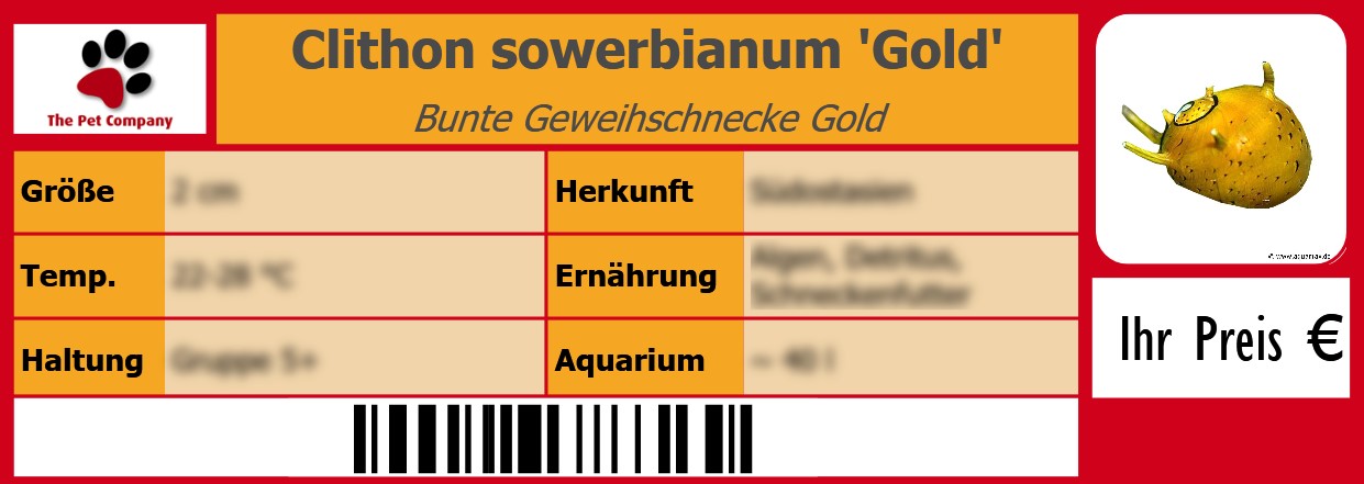 Clithon sowerbianum 'Gold' Bunte Geweihschnecke Gold 105 x 38 mm