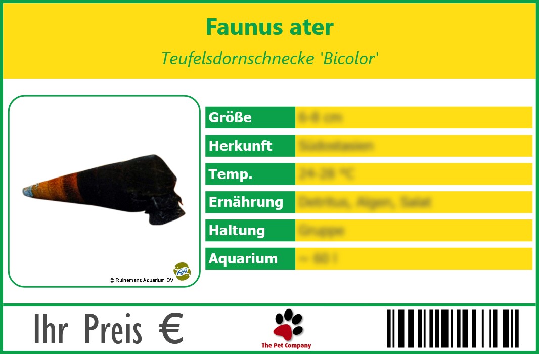Faunus ater Teufelsdornschnecke 'Bicolor' 90 x 60 mm