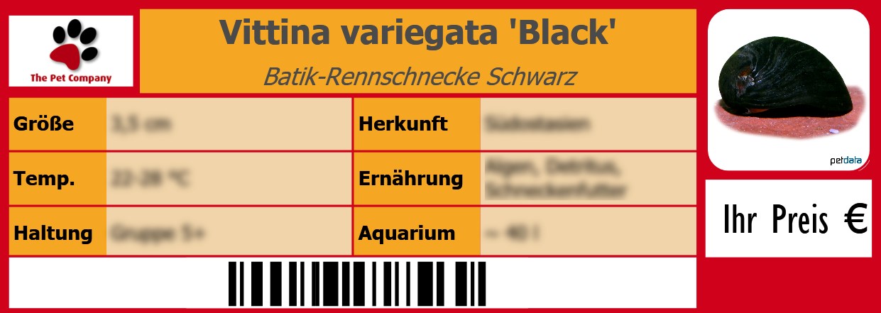 Vittina variegata 'Black' Batik-Rennschnecke Schwarz 105 x 38 mm
