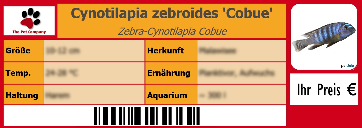 Cynotilapia zebroides 'Cobue' Zebra-Cynotilapia Cobue 105 x 38 mm