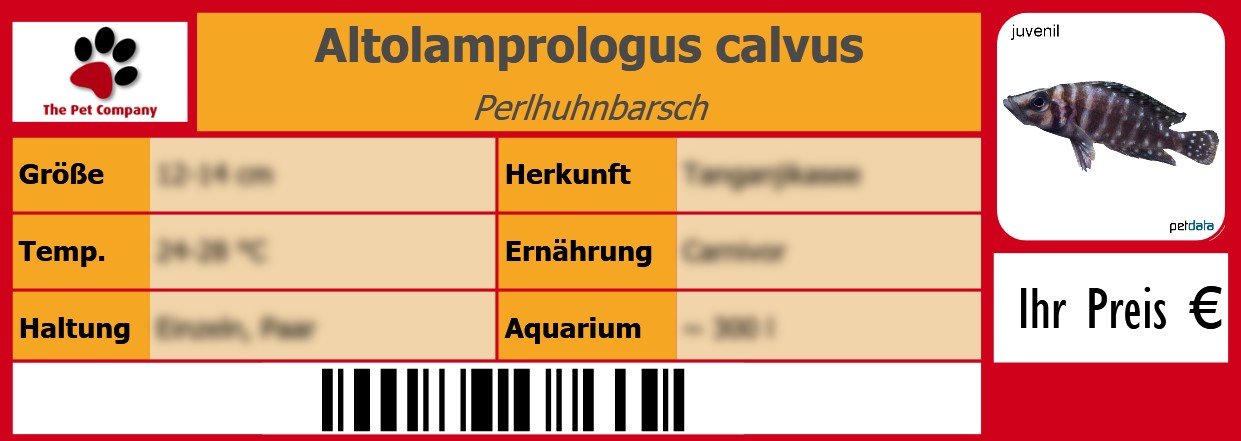 Altolamprologus calvus Perlhuhnbarsch 105 x 38 mm
