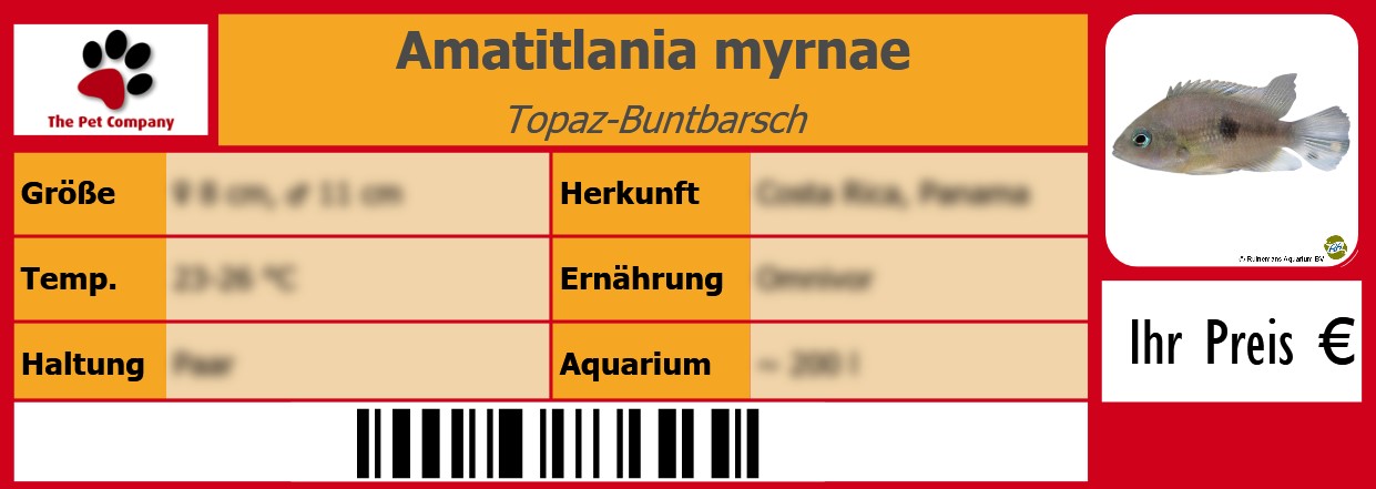 Amatitlania myrnae Topaz-Buntbarsch 105 x 38 mm