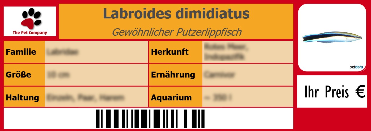 Labroides dimidiatus Gewöhnlicher Putzerlippfisch 105 x 38 mm