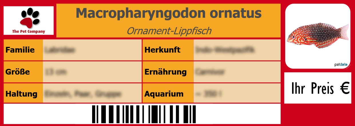 Macropharyngodon ornatus Ornament-Lippfisch 105 x 38 mm