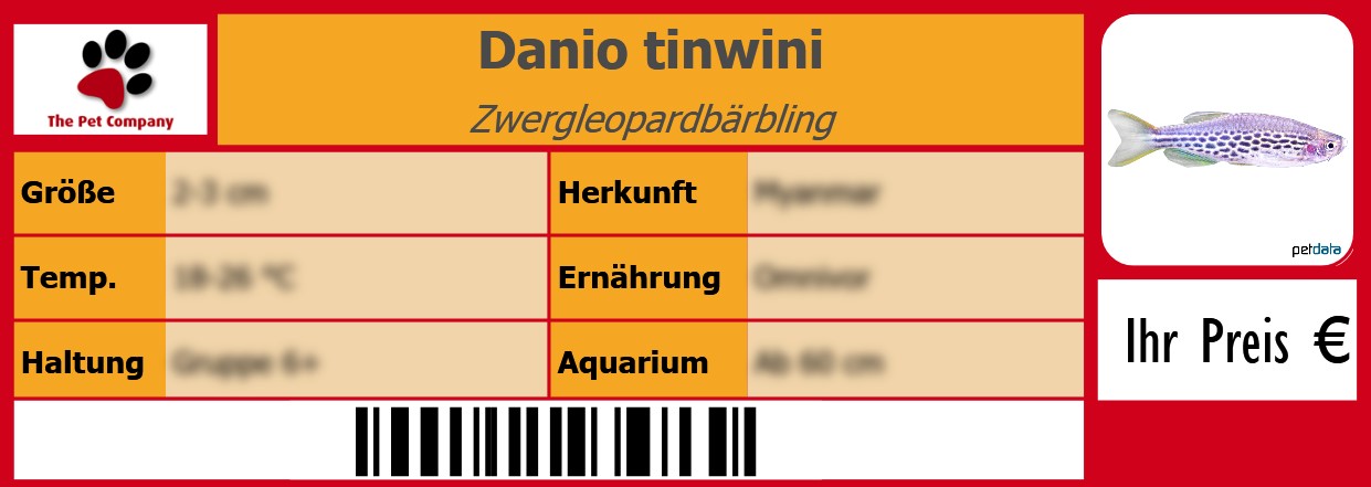 Danio tinwini Zwergleopardbärbling 105 x 38 mm