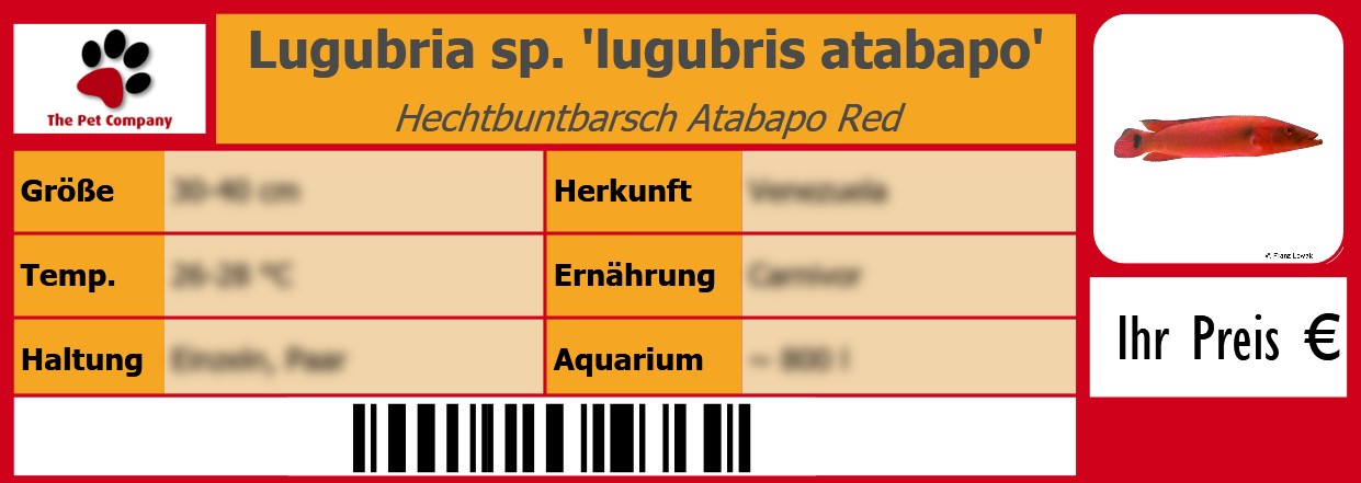 Lugubria sp. 'lugubris atabapo' Hechtbuntbarsch Atabapo Red 105 x 38 mm