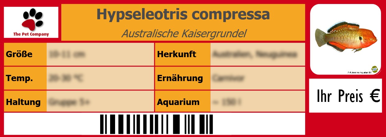 Hypseleotris compressa Australische Kaisergrundel 105 x 38 mm