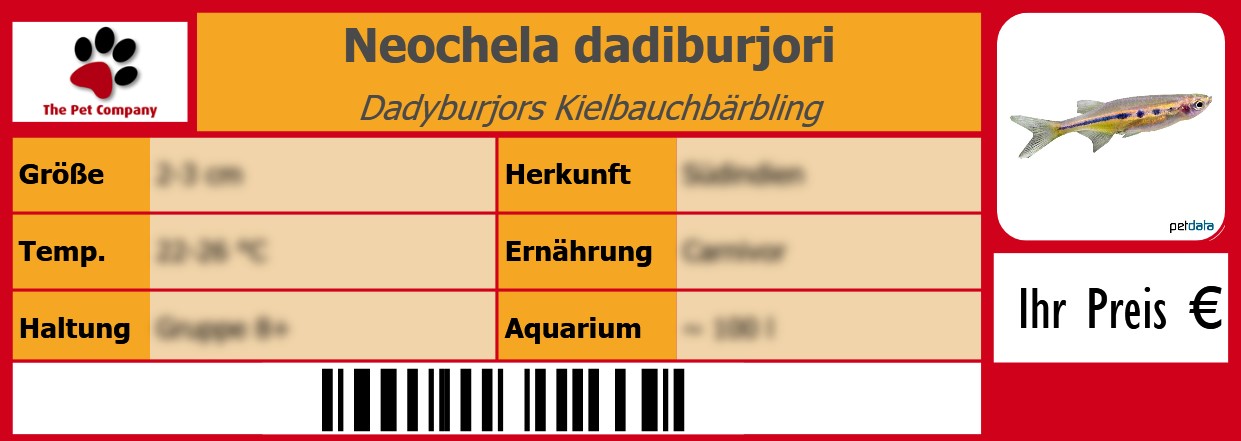 Neochela dadiburjori Dadyburjors Kielbauchbärbling 105 x 38 mm
