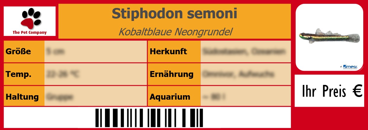 Stiphodon semoni Kobaltblaue Neongrundel 105 x 38 mm
