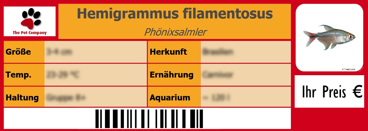 Hemigrammus filamentosus Phönixsalmler 105 x 38 mm