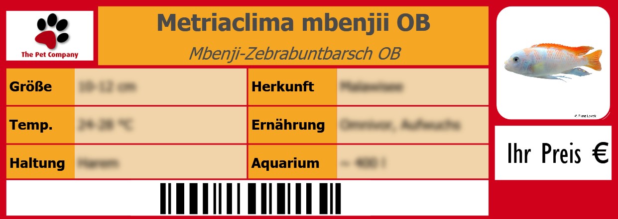 Metriaclima mbenjii OB Mbenji-Zebrabuntbarsch OB 105 x 38 mm