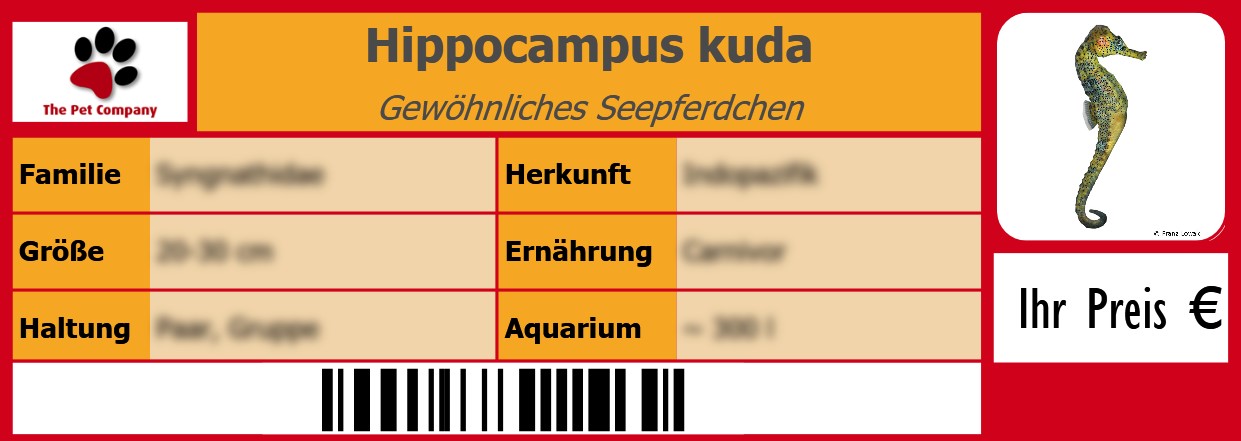 Hippocampus kuda Gewöhnliches Seepferdchen 105 x 38 mm