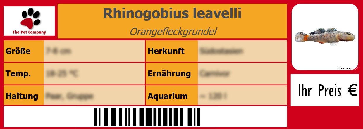 Rhinogobius leavelli Orangefleckgrundel 105 x 38 mm