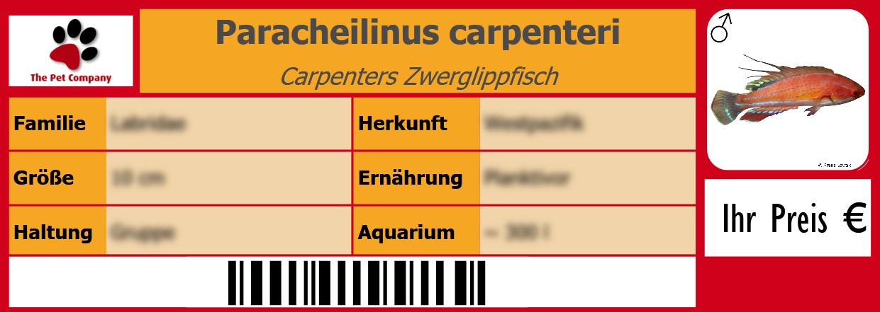 Paracheilinus carpenteri Carpenters Zwerglippfisch 105 x 38 mm