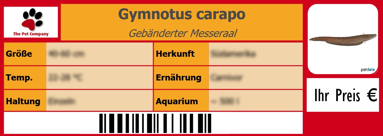 Gymnotus carapo Gebänderter Messeraal 105 x 38 mm