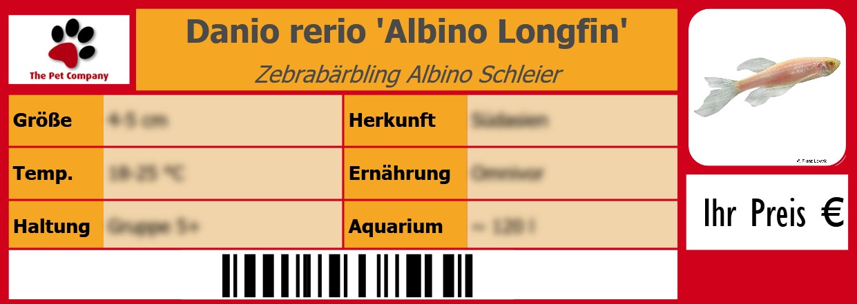 Danio rerio 'Albino Longfin' Zebrabärbling Albino Schleier 105 x 38 mm
