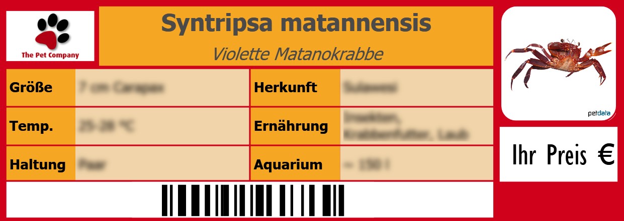 Syntripsa matannensis Violette Matanokrabbe 105 x 38 mm