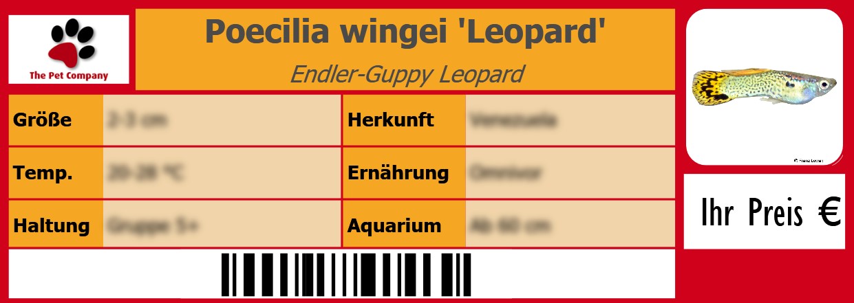 Poecilia wingei 'Leopard' Endler-Guppy Leopard 105 x 38 mm