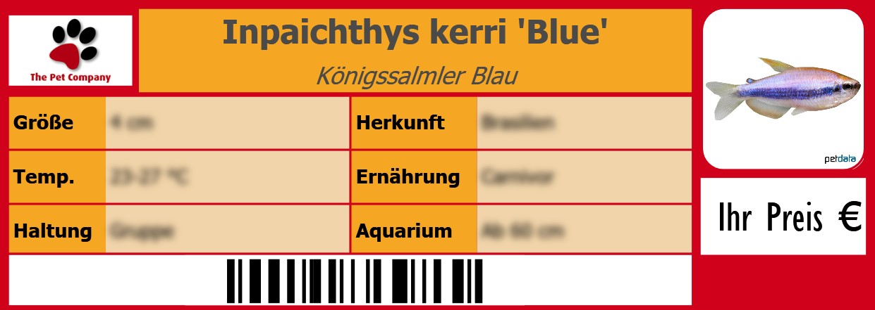Inpaichthys kerri 'Blue' Königssalmler Blau 105 x 38 mm