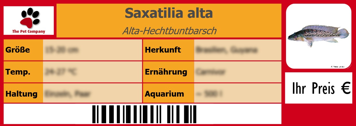 Saxatilia alta Alta-Hechtbuntbarsch 105 x 38 mm