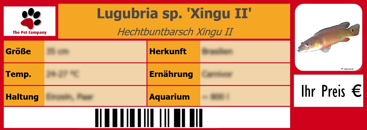 Lugubria sp. 'Xingu II' Hechtbuntbarsch Xingu II 105 x 38 mm