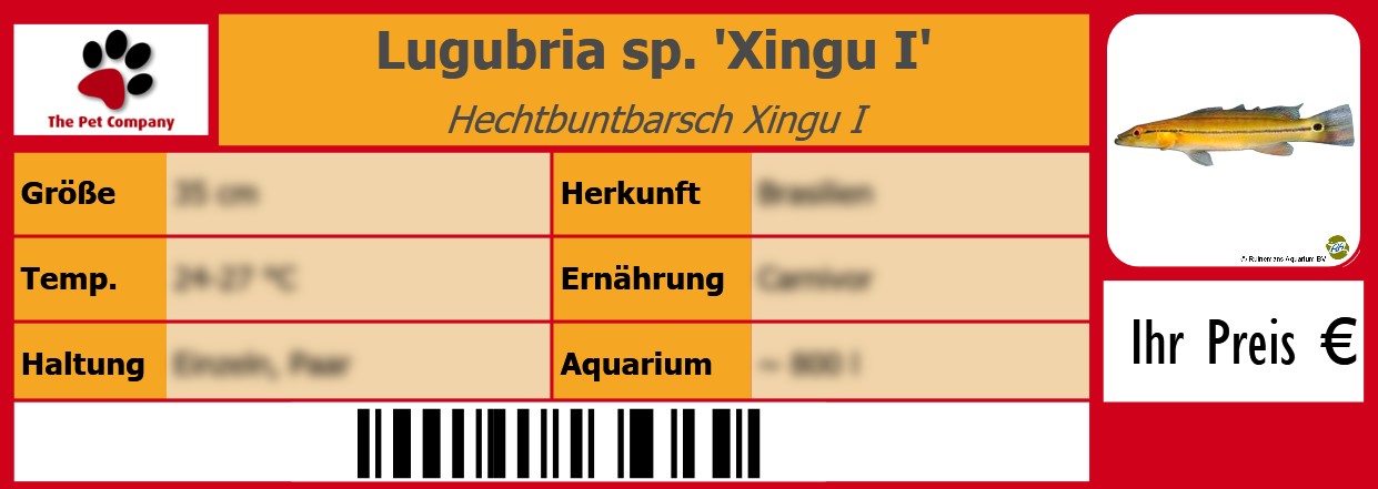 Lugubria sp. 'Xingu I' Hechtbuntbarsch Xingu I 105 x 38 mm