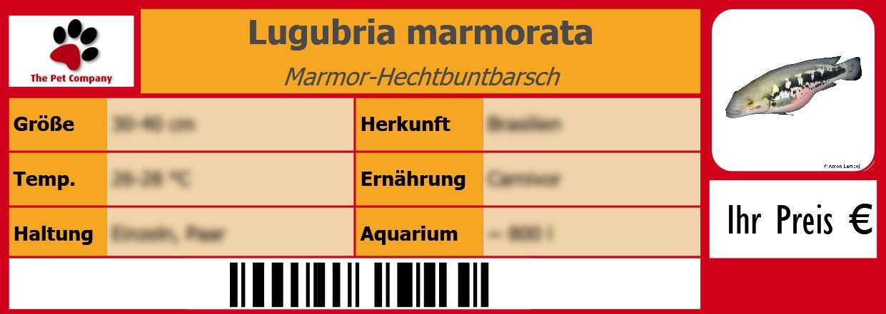 Lugubria marmorata Marmor-Hechtbuntbarsch 105 x 38 mm
