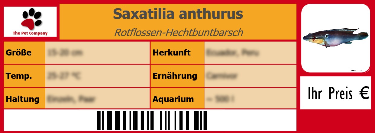 Saxatilia anthurus Rotflossen-Hechtbuntbarsch 105 x 38 mm