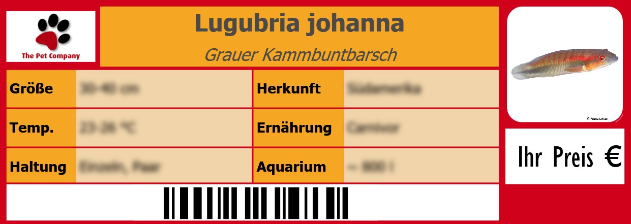 Lugubria johanna Grauer Kammbuntbarsch 105 x 38 mm