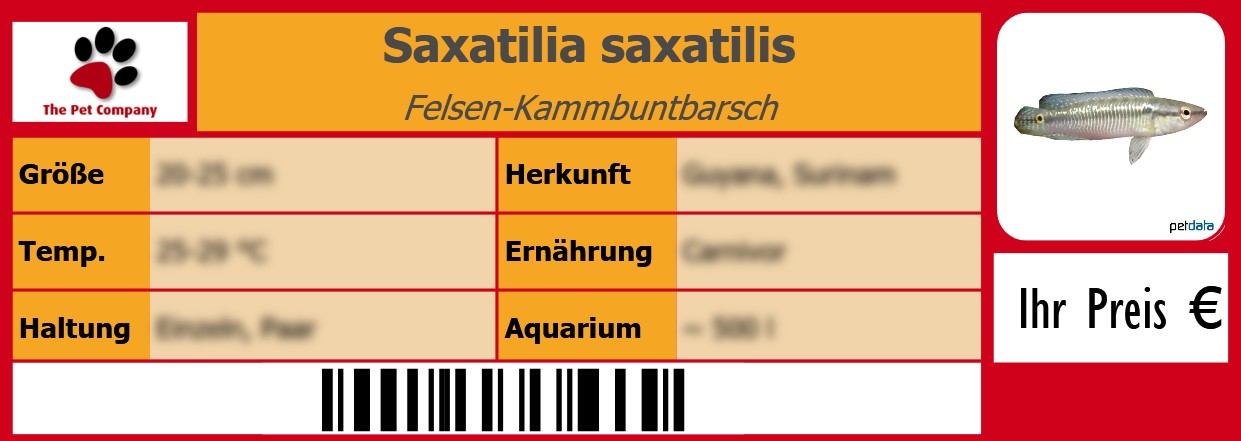 Saxatilia saxatilis Felsen-Kammbuntbarsch 105 x 38 mm