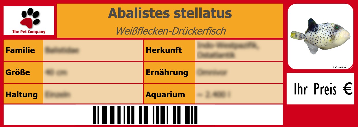 Abalistes stellatus Weißflecken-Drückerfisch 105 x 38 mm