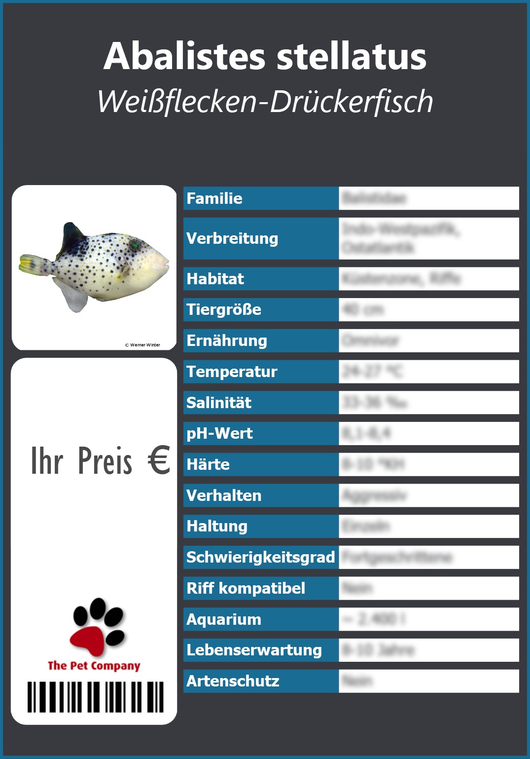 Abalistes stellatus Weißflecken-Drückerfisch 91 x 130 mm