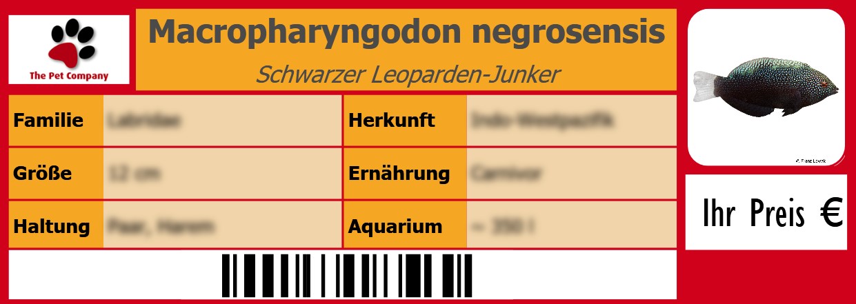 Macropharyngodon negrosensis Schwarzer Leoparden-Junker 105 x 38 mm