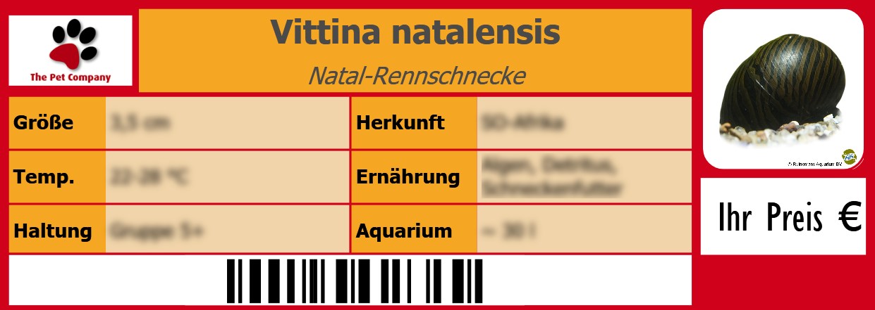 Vittina natalensis Natal-Rennschnecke 105 x 38 mm