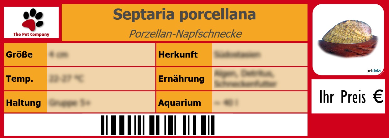 Septaria porcellana Porzellan-Napfschnecke 105 x 38 mm